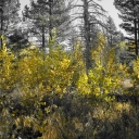 Lyons Creek Trail in Autumn