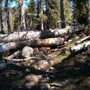 Trees on Lyons Creek Trail
