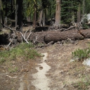 Lake Geneieve Trail  - Down Trees