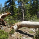 Rockbound TH to Maude tree falls