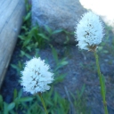 Lyons Creek Wildflowers