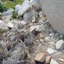 Trees down by Grouse Lake