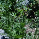 Rockbound trail issues