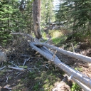 Lyon's Creek Trail - Conditions - May 21, 2013