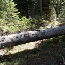 Adopt Deso - Red Peak Trail:  7-24-15