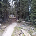 Rubicon Trail Trees