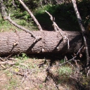Down trees 15 June