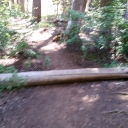 Trees down on Grass Lake trail