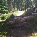 Loon Lake Trl - 7 Down Trees 