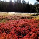 Morning frost and fall color