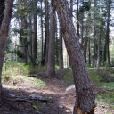 Hazard tree leaning over Twin Lakes trail.