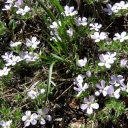 Phlox are among some of the flowers now in bloom.
