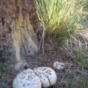 giant fungus near Port-O-Let