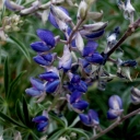 lupine, one of many flowers in bloom
