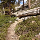 Down trees on trails 
