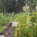 Lyons Creek Trail Wild Flowers