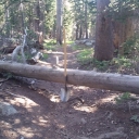 Lyons Creek Trail - Downed Trees