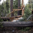 Wrights Lake Tent Loop Campground Devastation