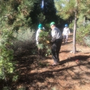 Trail Clearing - Bassi-Millionaire Trail