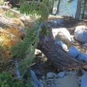 Treefall at Lake of the Woods.