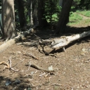 Gilmore Lake High Trail, Mt Tallac