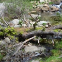 Grouse Lake June 9 `15