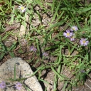 Selected Late Season Wildflowers